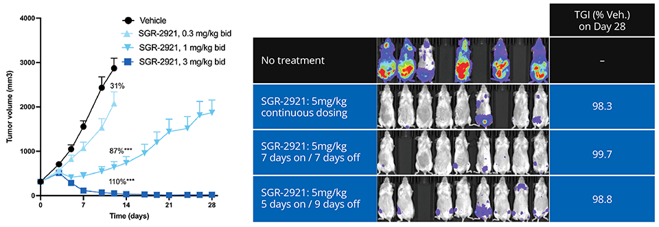 CDC7_Case study image_tumor volume_figure_3